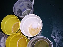 Pong ball in the beer glass