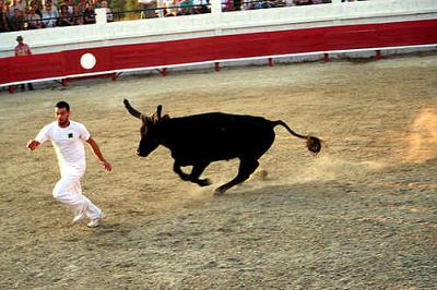 Cow Running After a Guy