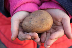 A potato in the hand