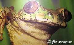 dares for girls:Kiss a frog